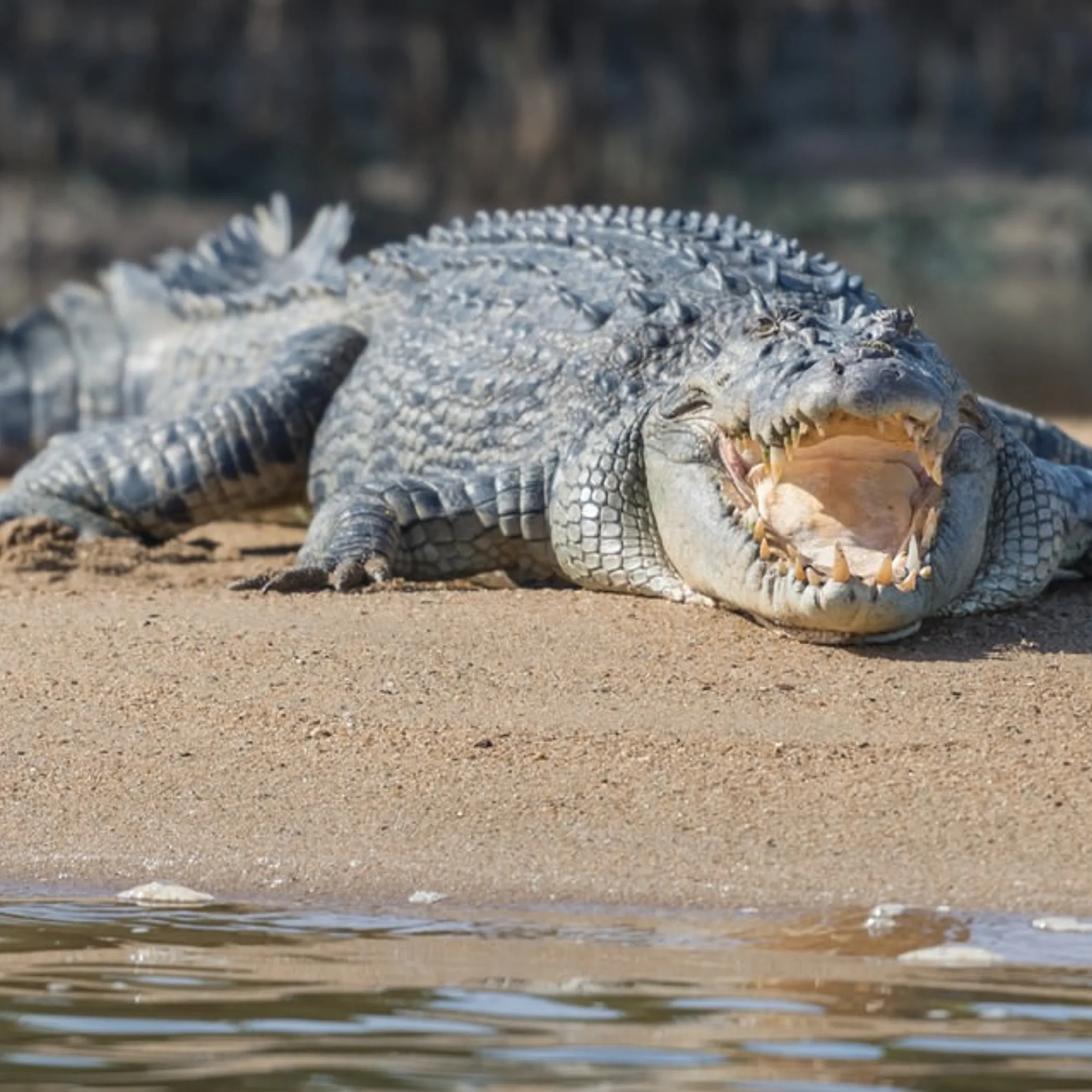 close-up of a crocodile in water