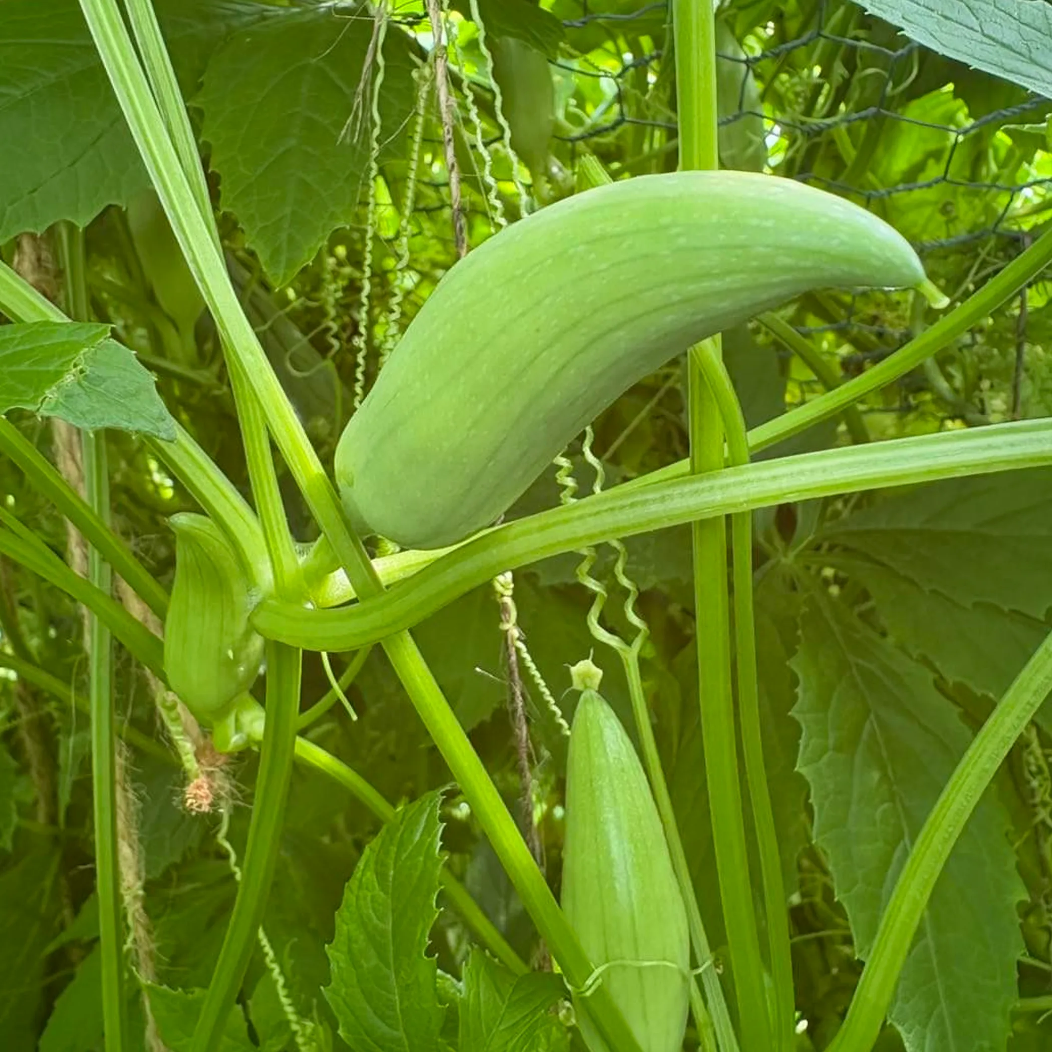fresh seasonal produce