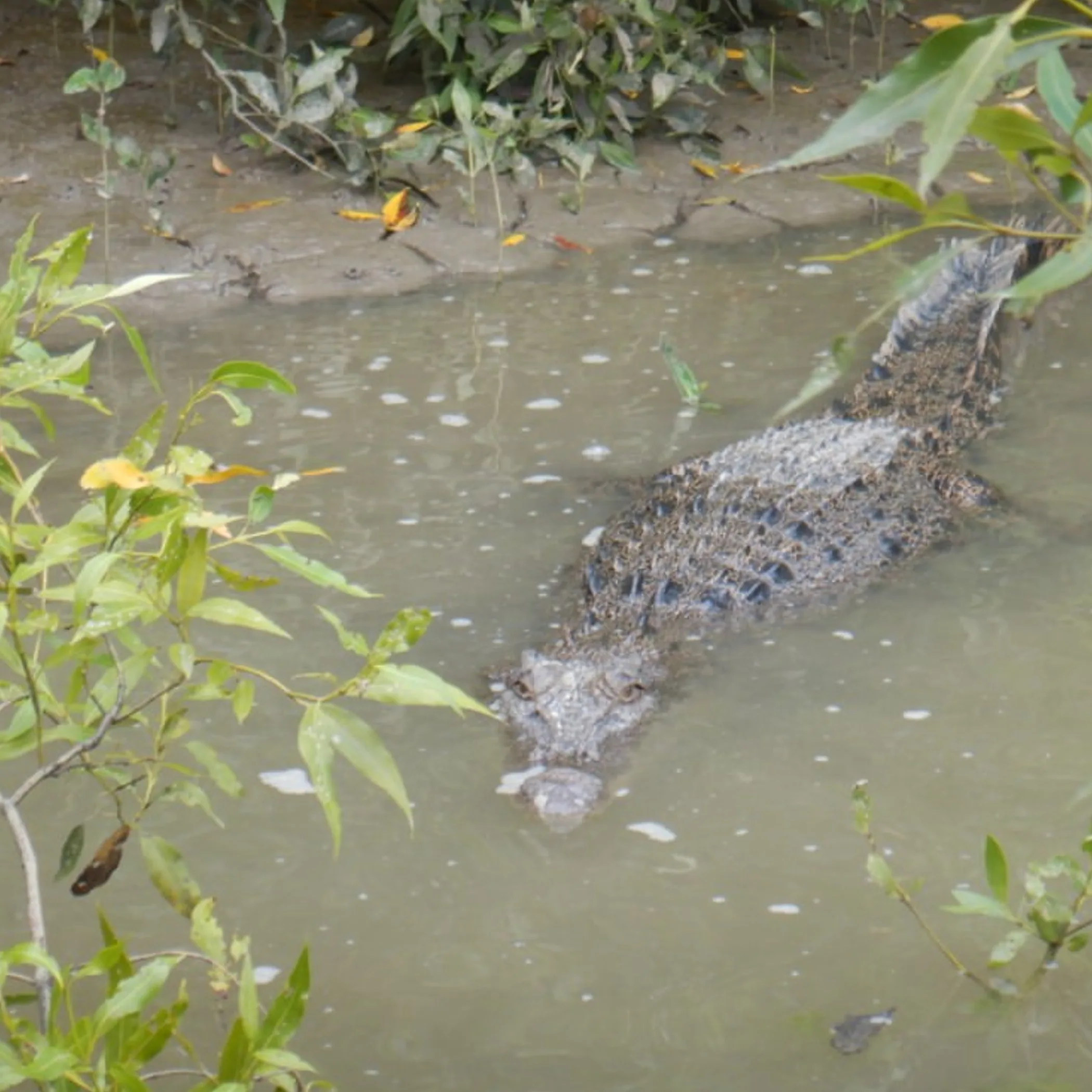 crocodile swimming in water