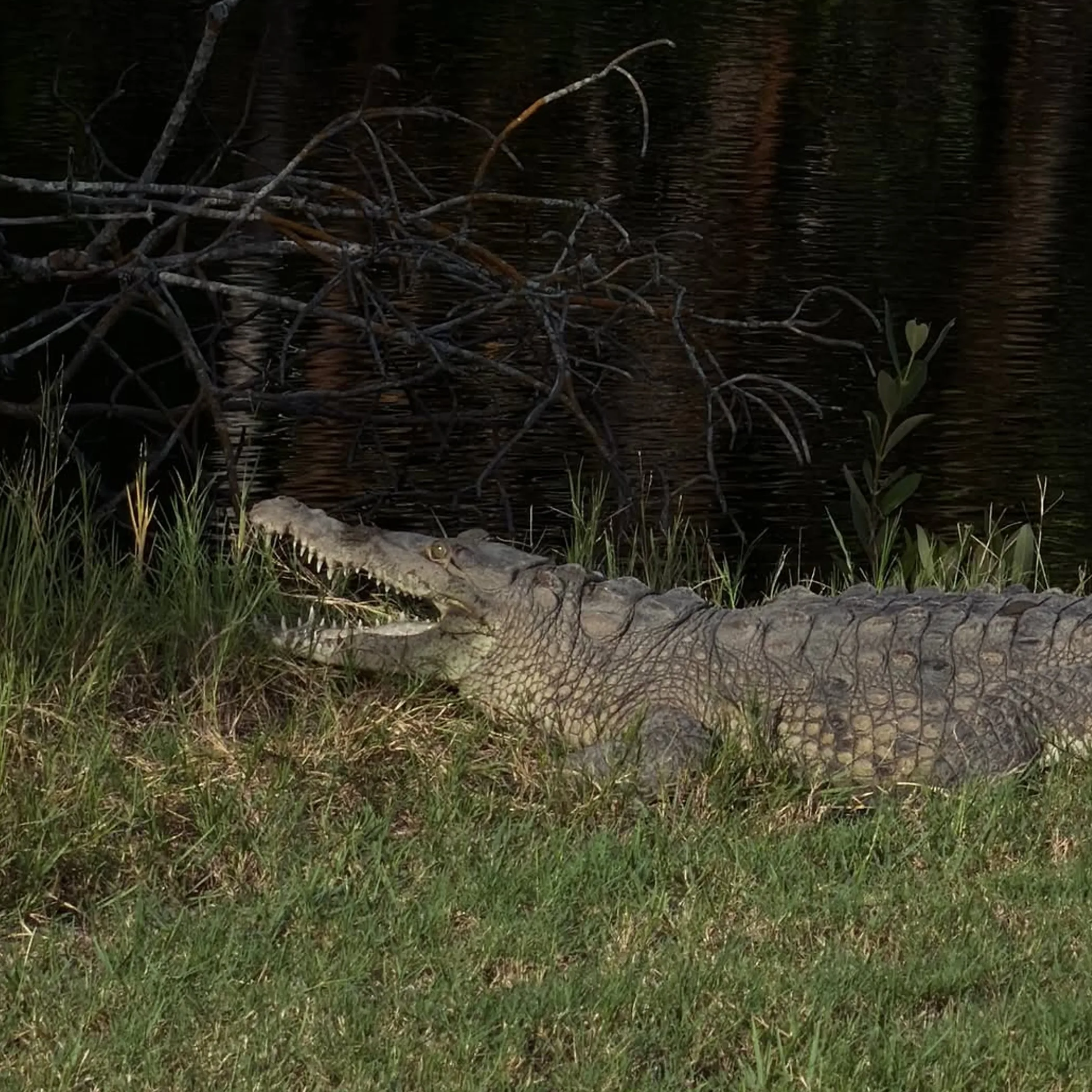 crocodile by water edge