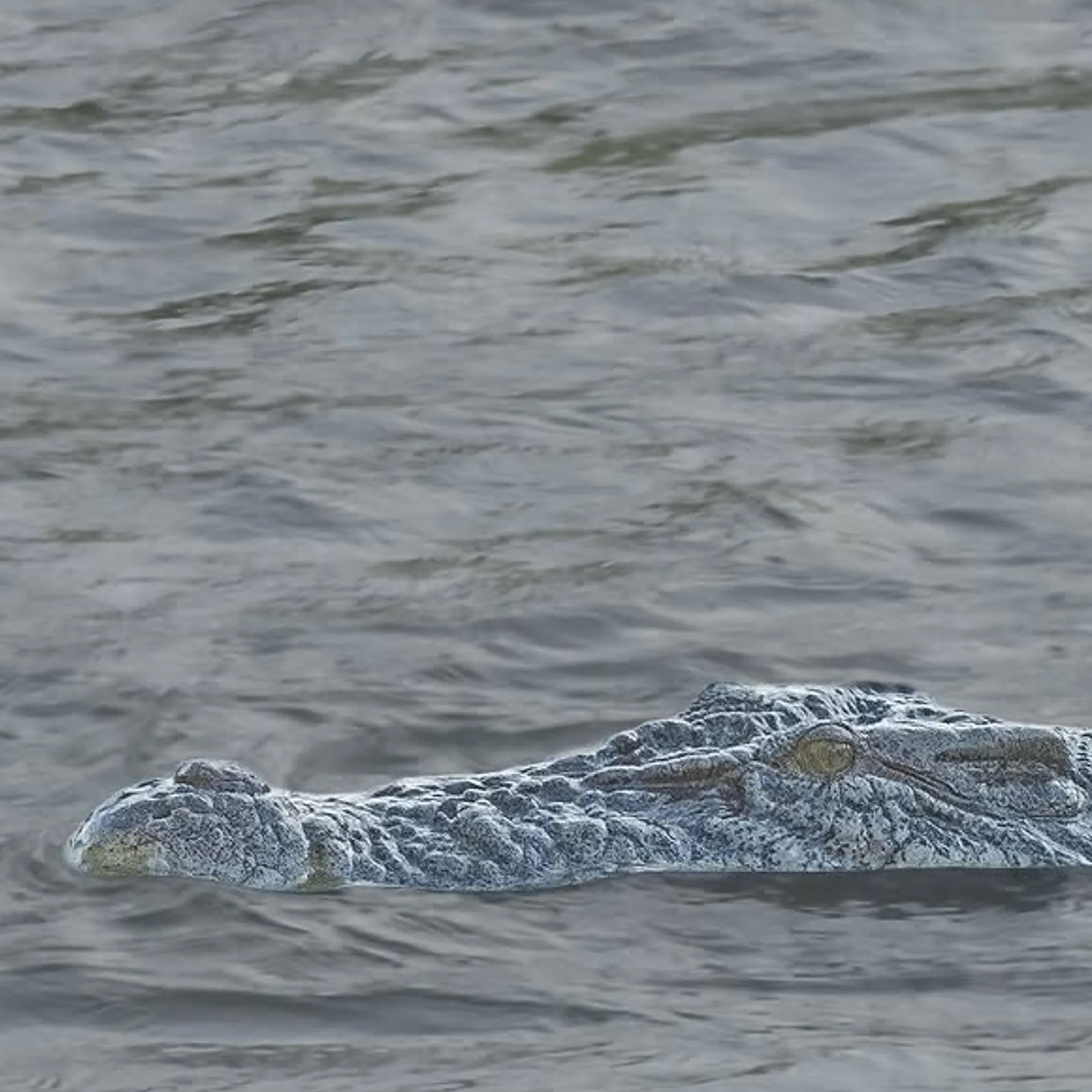 close-up of a crocodile in water