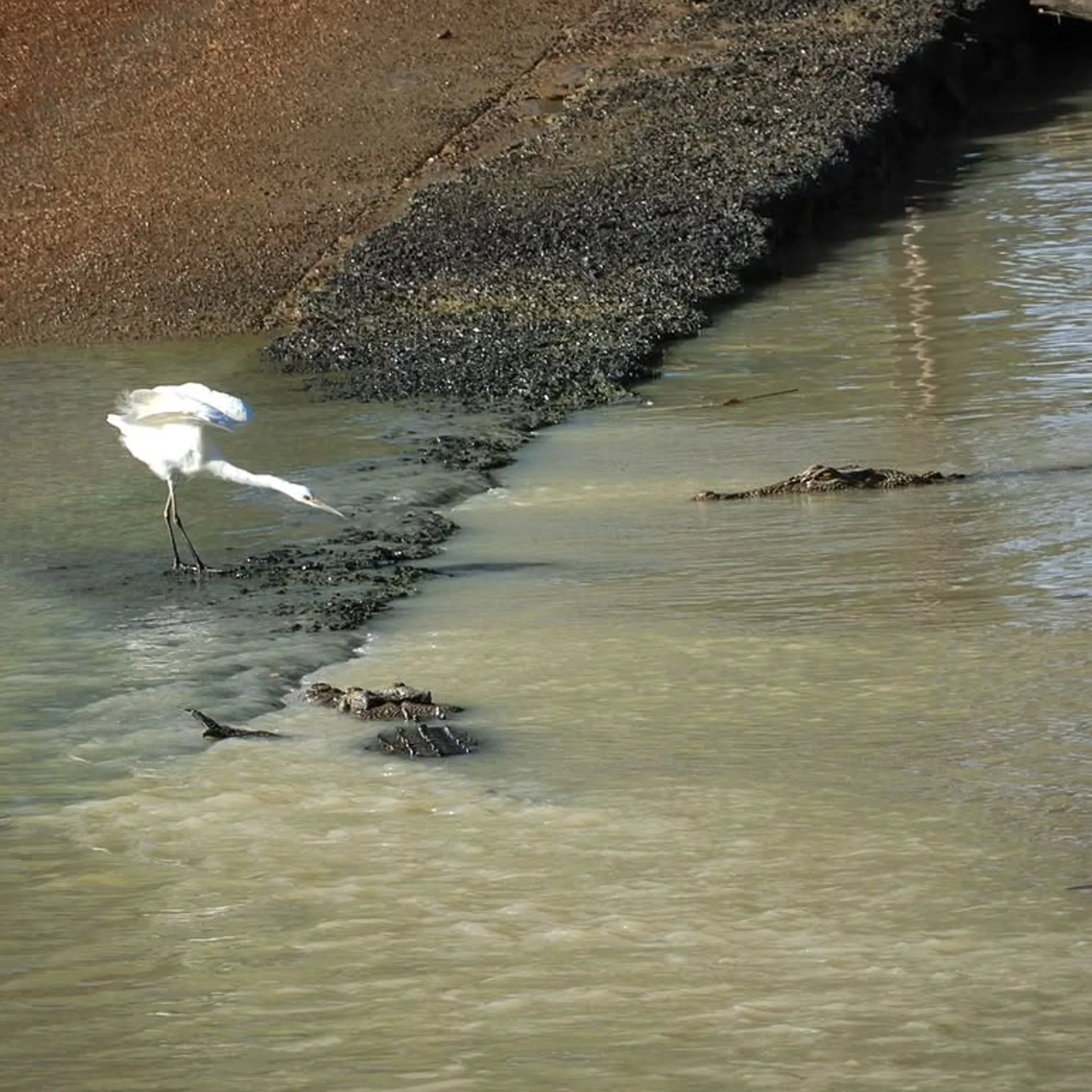 crocodile near river crossing