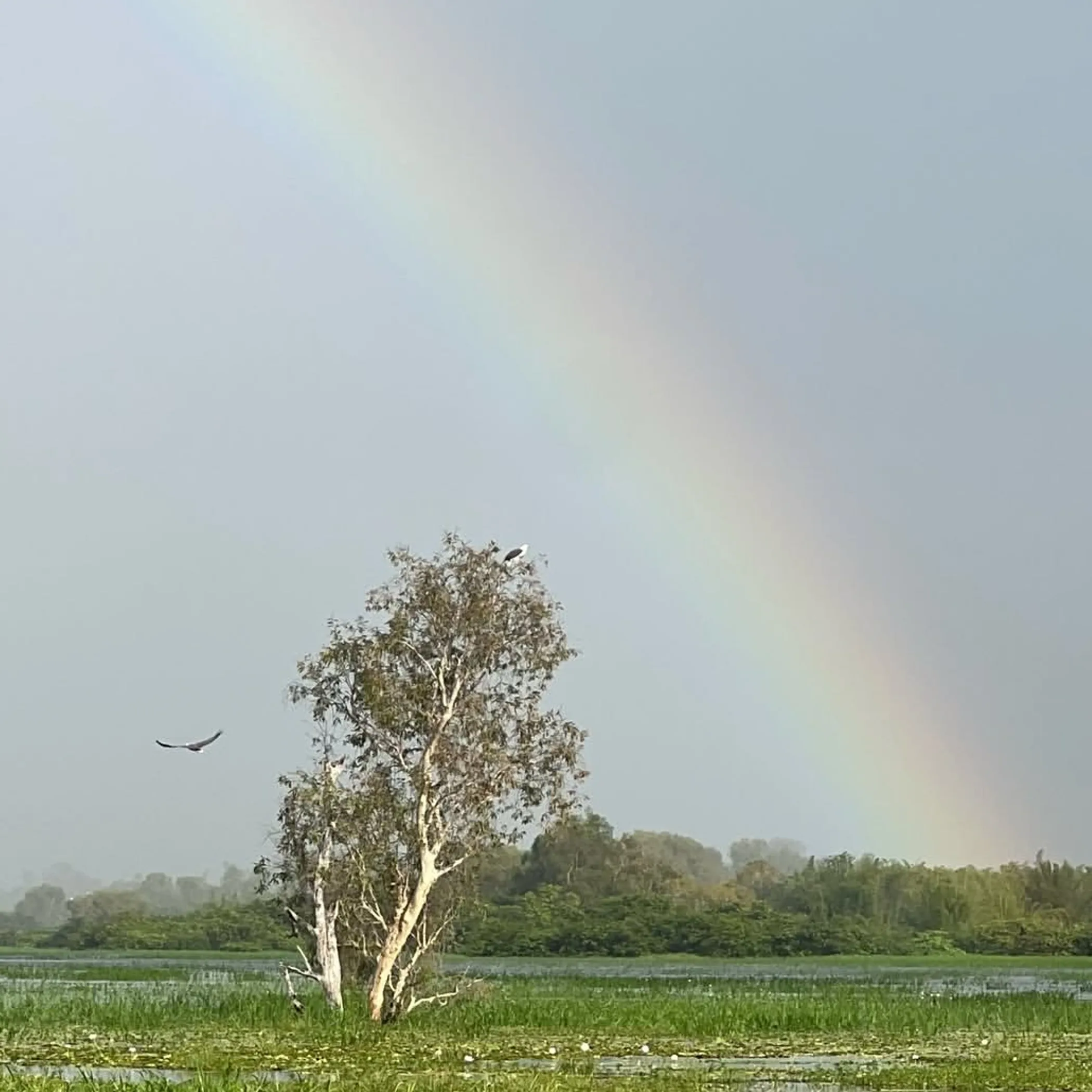 kakadu national park landscape with wildlife