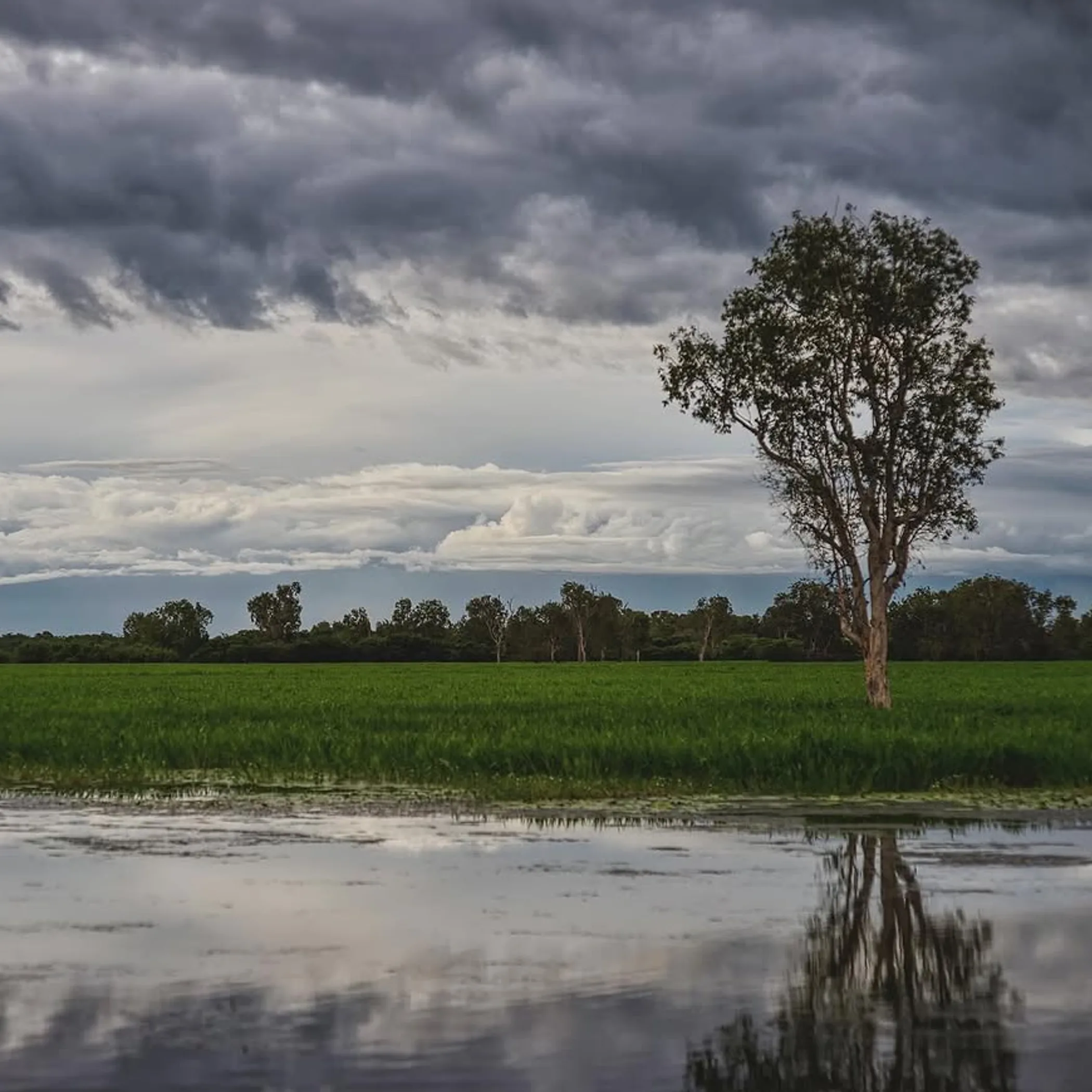 kakadu landscape with water and tree