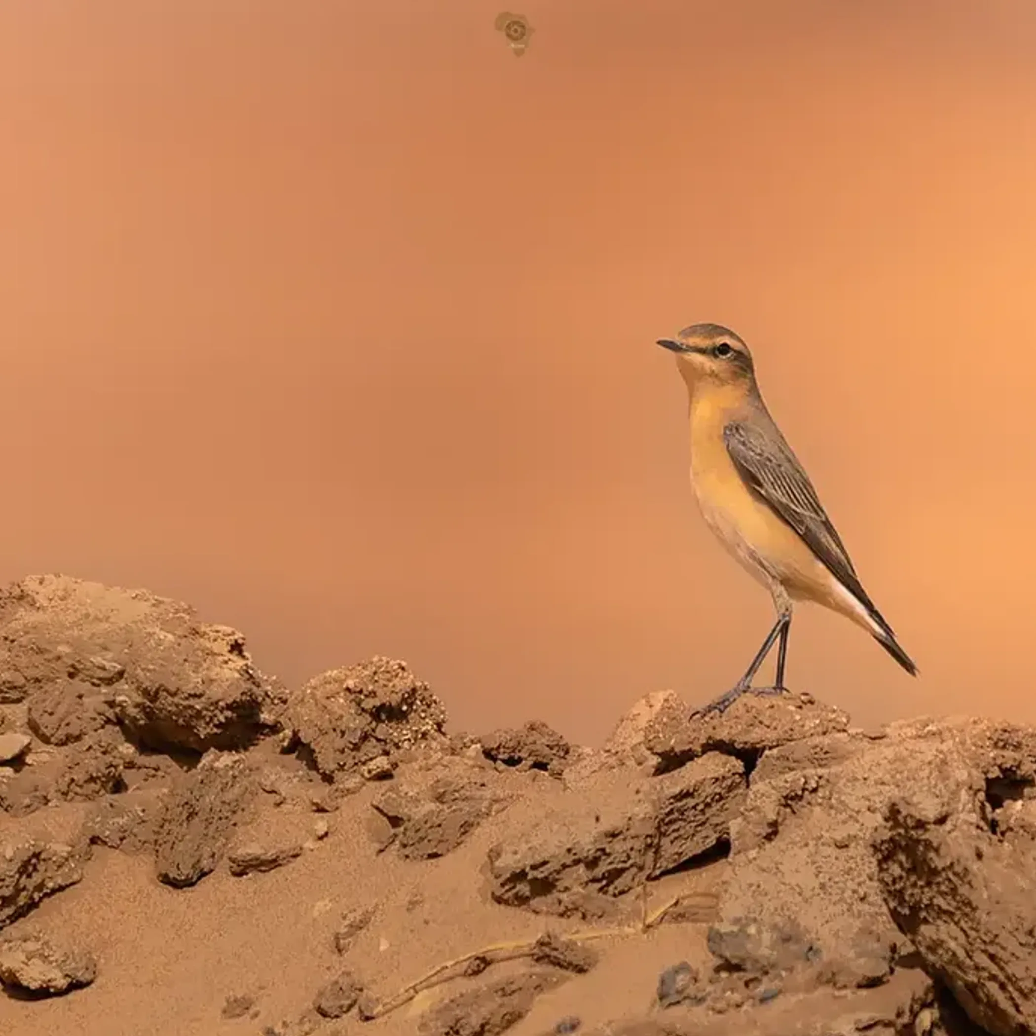 close-up of colorful bird in kakadu